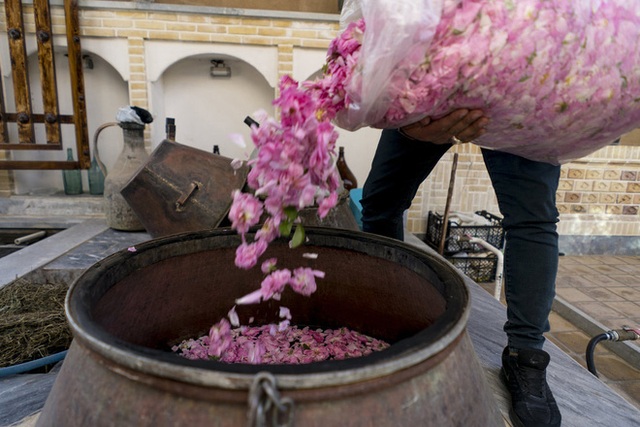 Câu chuyện về những bông hồng thơm nhất thế giới của Iran: Cả một thị trấn toàn hoa hồng, người dân làm một tháng là đủ tiền tiêu cả năm không hết - Ảnh 13.
