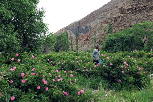 Câu chuyện về những bông hồng thơm nhất thế giới của Iran: Cả một thị trấn toàn hoa hồng, người dân làm một tháng là đủ tiền tiêu cả năm không hết - Ảnh 3.
