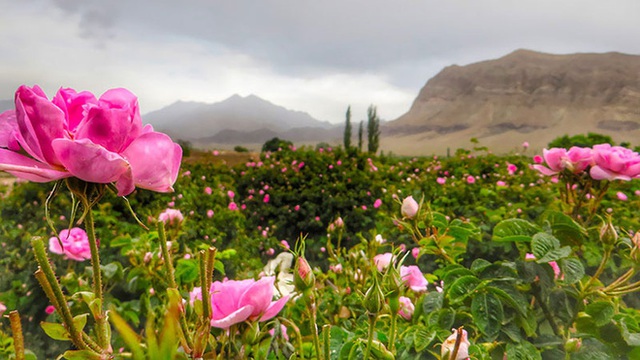 Câu chuyện về những bông hồng thơm nhất thế giới của Iran: Cả một thị trấn toàn hoa hồng, người dân làm một tháng là đủ tiền tiêu cả năm không hết - Ảnh 5.