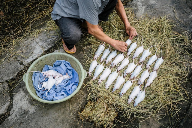 Năm Canh Tý nói chuyện chuột: Món ăn đặc sản của Việt Nam - Ảnh 1.