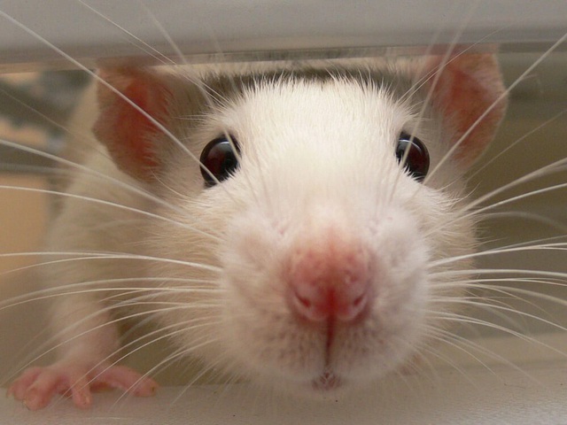 Năm Canh Tý nói chuyện chuột: Những sự thật thú vị về loài chuột - Ảnh 2.