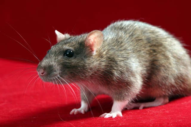 Năm Canh Tý nói chuyện chuột: Những sự thật thú vị về loài chuột - Ảnh 3.