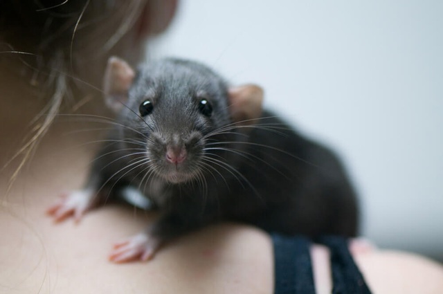 Năm Canh Tý nói chuyện chuột: Những sự thật thú vị về loài chuột - Ảnh 9.