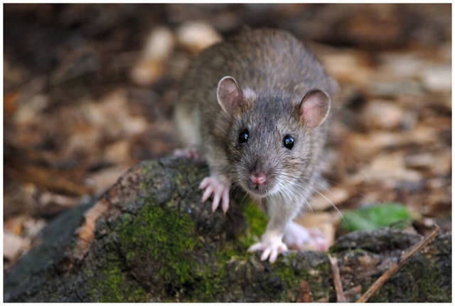 Năm Canh Tý nói chuyện chuột: Những sự thật thú vị về loài chuột - Ảnh 5.