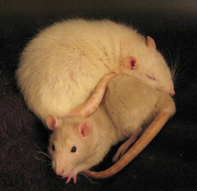 Năm Canh Tý nói chuyện chuột: Những sự thật thú vị về loài chuột - Ảnh 11.
