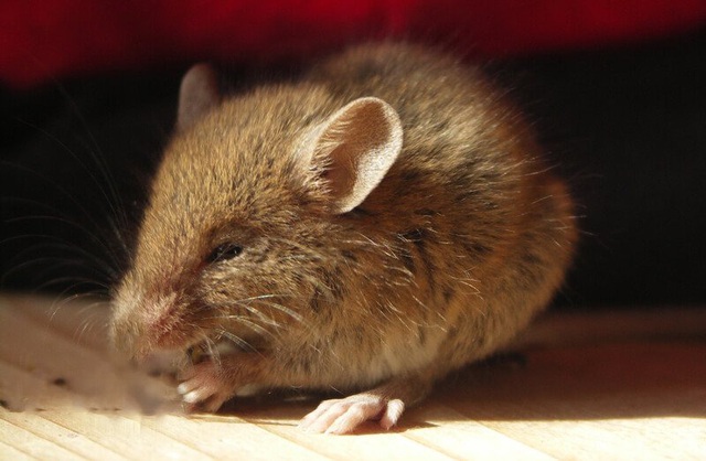 Năm Canh Tý nói chuyện chuột: Những sự thật thú vị về loài chuột - Ảnh 6.