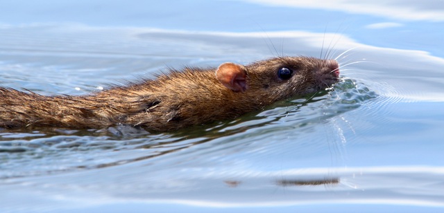 Năm Canh Tý nói chuyện chuột: Những sự thật thú vị về loài chuột - Ảnh 13.