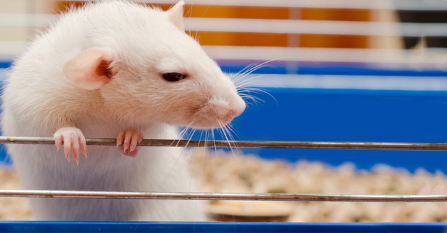 Năm Canh Tý nói chuyện chuột: Những sự thật thú vị về loài chuột - Ảnh 10.