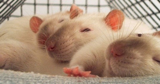 Năm Canh Tý nói chuyện chuột: Những sự thật thú vị về loài chuột - Ảnh 12.