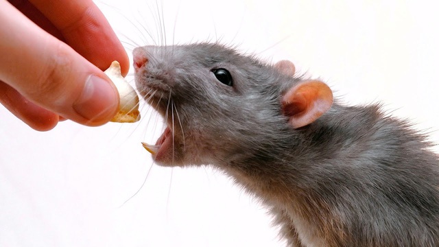 Năm Canh Tý nói chuyện chuột: Những sự thật thú vị về loài chuột - Ảnh 14.