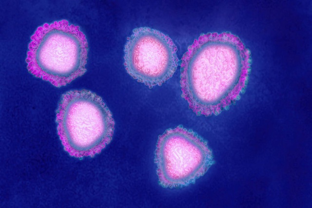 Virus gây bệnh phổi bí ẩn ở Trung Quốc là một chủng chưa từng được biết đến - Ảnh 5.