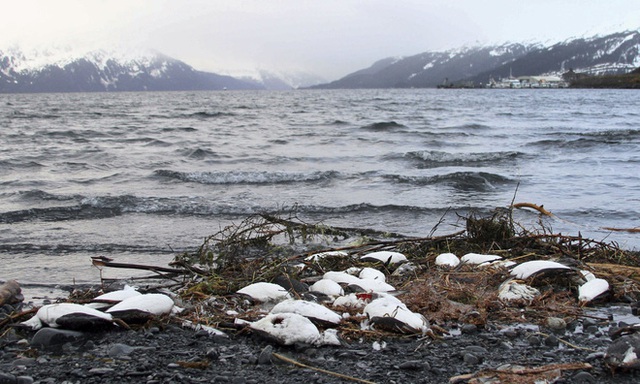 Biển ấm lên, những cụm nhiệt đại dương đã giết chết 1 triệu con chim biển - Ảnh 1.