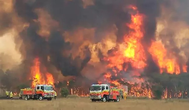 Cháy rừng liên miên khiến loài chim ở Úc bắt chước kêu ò í e như xe cứu hỏa - Ảnh 2.