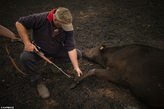 Chứng kiến gia súc đau đớn vì bỏng nặng do hỏa hoạn kinh hoàng tại Úc, nông dân xót xa bắn chết 20 con bò để giải thoát cho chúng - Ảnh 1.
