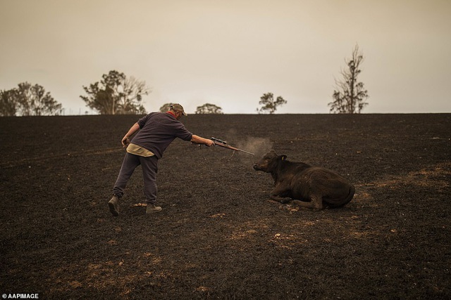 Chứng kiến gia súc đau đớn vì bỏng nặng do hỏa hoạn kinh hoàng tại Úc, nông dân xót xa bắn chết 20 con bò để giải thoát cho chúng - Ảnh 2.