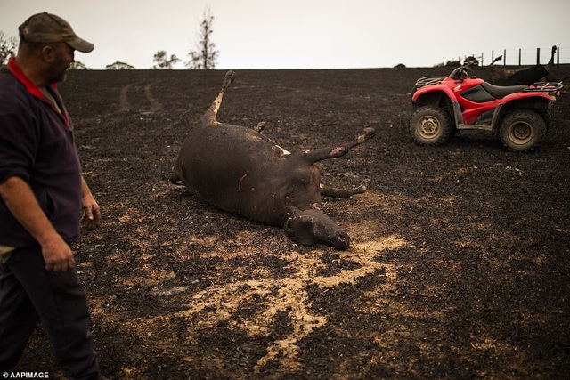Chứng kiến gia súc đau đớn vì bỏng nặng do hỏa hoạn kinh hoàng tại Úc, nông dân xót xa bắn chết 20 con bò để giải thoát cho chúng - Ảnh 3.