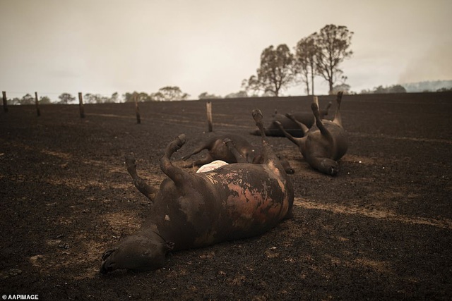 Chứng kiến gia súc đau đớn vì bỏng nặng do hỏa hoạn kinh hoàng tại Úc, nông dân xót xa bắn chết 20 con bò để giải thoát cho chúng - Ảnh 4.
