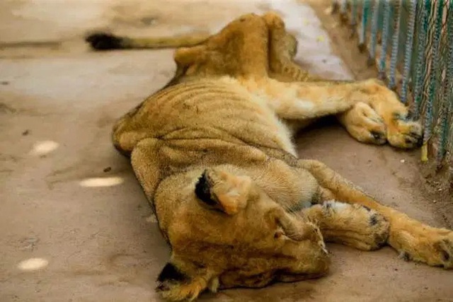 Hình ảnh sư tử đói hốc hác, chỉ còn da bọc xương khiến cộng đồng yêu động vật sục sôi kêu gọi chung tay tìm cách giải cứu - Ảnh 3.