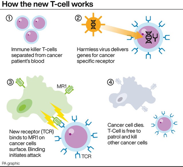 Các nhà khoa học phát hiện ra một tế bào miễn dịch có thể điều trị mọi loại ung thư - Ảnh 2.