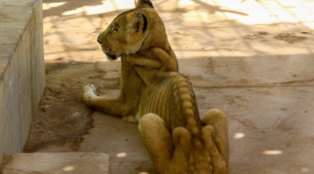 Hình ảnh sư tử đói hốc hác, chỉ còn da bọc xương khiến cộng đồng yêu động vật sục sôi kêu gọi chung tay tìm cách giải cứu - Ảnh 4.