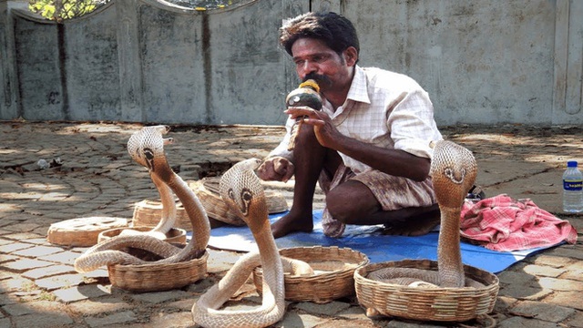 Deciphering the secret behind the Indian snake witch's magical act of controlling cobras with a trumpet - Photo 3.