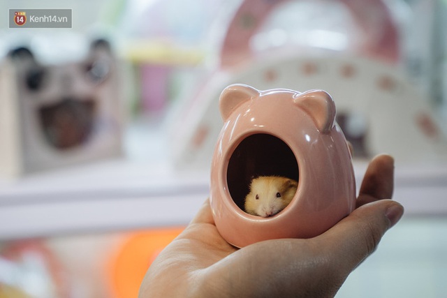 Năm Canh Tý, người trẻ tìm mua chuột hamster để giảm stress và cầu chúc may mắn - Ảnh 18.