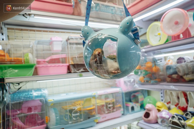 Năm Canh Tý, người trẻ tìm mua chuột hamster để giảm stress và cầu chúc may mắn - Ảnh 5.