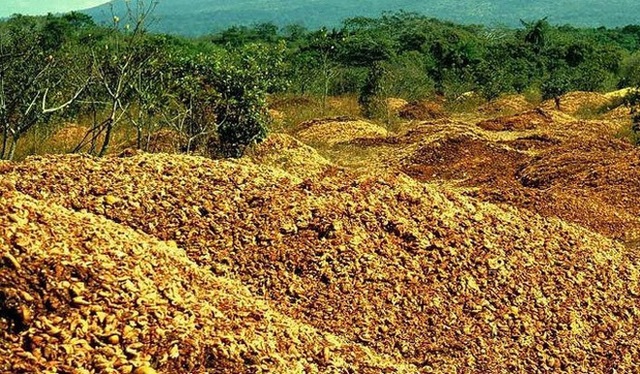 ĐH Princeton mở deal hot cho công ty hoa quả đổ rác thoải mái trên cánh rừng chết, 15 năm sau đem lại kết quả khiến ai cũng ngỡ ngàng - Ảnh 2.