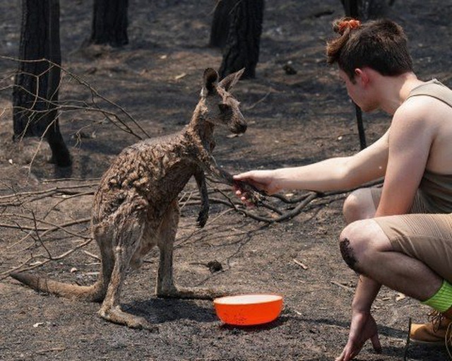 Thương quá tự nhiên ơi: Hình ảnh xót xa cho thấy đại thảm họa cháy rừng tại Úc đang khiến các loài vật bị giày vò kinh khủng đến mức nào - Ảnh 11.