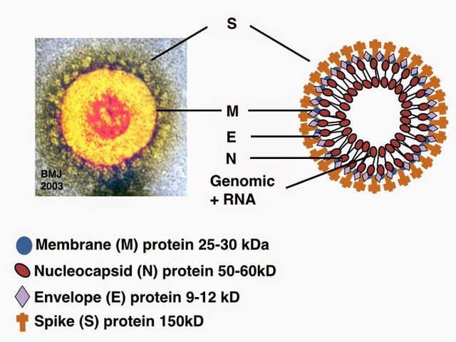 Cồn diệt virus corona như thế nào: Cách chọn nước rửa tay khô an toàn và hiệu quả nhất trong dịch Covid-19 - Ảnh 3.