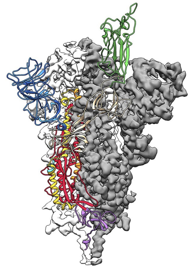  Đột phá trong nghiên cứu virus corona: Các nhà khoa học Mỹ tạo thành công bản đồ phân tử 3D của COVID-19 - Ảnh 1.