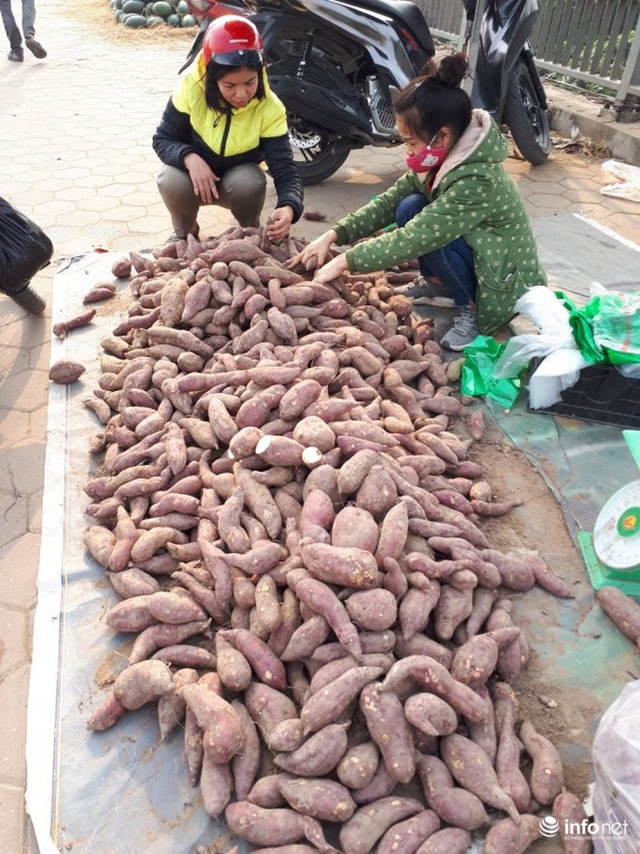 Khoai lang Nhật giải cứu đầy vỉa hè Hà Nội, thương nhân bán giá 13.000 đồng/kg - Ảnh 11.