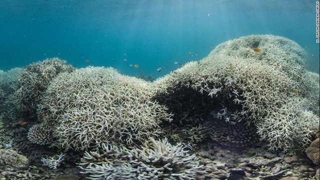 Khoa học cảnh báo: 70-90% san hô sẽ biến mất trong 20 năm tới, và tuyệt chủng trong 80 năm nữa - Ảnh 2.