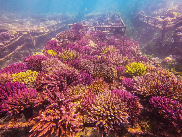 Khoa học cảnh báo: 70-90% san hô sẽ biến mất trong 20 năm tới, và tuyệt chủng trong 80 năm nữa - Ảnh 3.