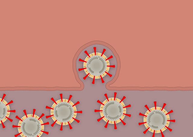 [Infographic] Covid-19 lây nhiễm tế bào phổi như thế nào? Tại sao nó lại nguy hiểm vậy? - Ảnh 8.
