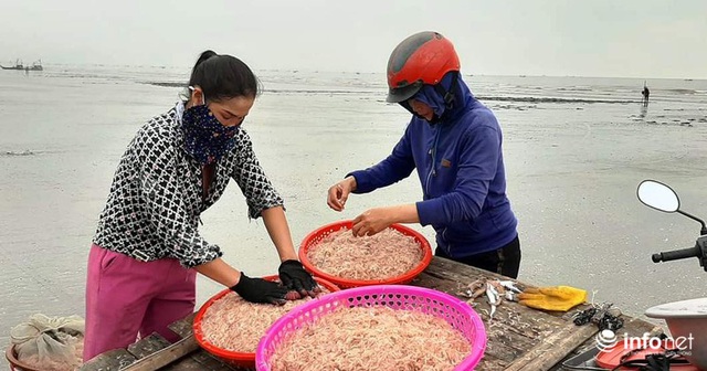 Trúng đậm mùa ruốc biển, ngư dân xứ Nghệ kiếm tiền triệu mỗi ngày - Ảnh 10.