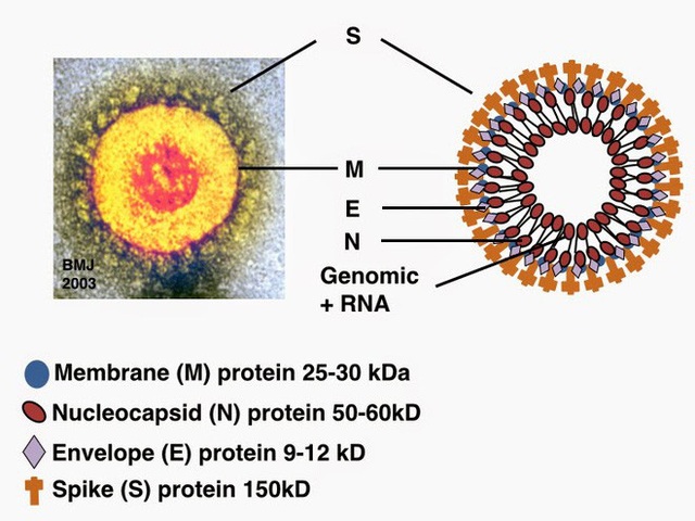 Chụp được ảnh virus Covid-19 ở độ phân giải nguyên tử, các nhà khoa học khám phá ra bản chất lây nhiễm hóa học của nó - Ảnh 1.