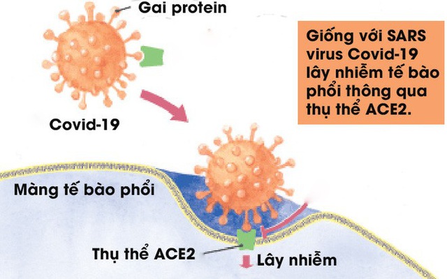 Chụp được ảnh virus Covid-19 ở độ phân giải nguyên tử, các nhà khoa học khám phá ra bản chất lây nhiễm hóa học của nó - Ảnh 2.
