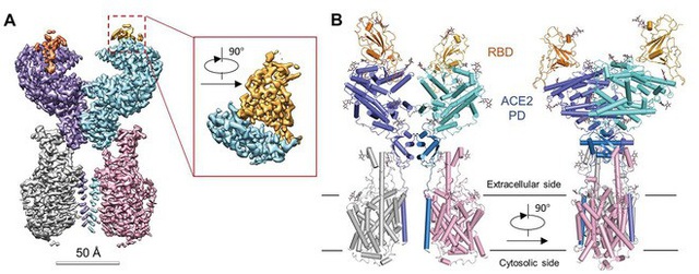 Chụp được ảnh virus Covid-19 ở độ phân giải nguyên tử, các nhà khoa học khám phá ra bản chất lây nhiễm hóa học của nó - Ảnh 4.