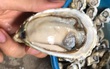 Hàu sữa giá rẻ chưa từng có, nhập về 