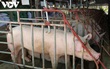 Giá lợn hơi xuống quanh mức 80.000 đồng/kg, nhiều địa phương tái đàn 100%