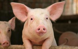 Vũ khí bí mật của Đan Mạch - Quốc gia nhỏ bé có thể sản xuất 30 triệu con lợn, cung cấp lương thực cho 15 triệu người mỗi năm: Các 'nhà máy nông trại'!