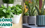 Theo đuổi lối sống xanh, không thể không biết 8 loại cây phong thủy gắn với may mắn, tài lộc này