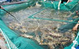Doanh thu hàng nghìn tỷ đồng, một 'ông lớn' chuyên bán tôm hùm cho Trung Quốc sắp IPO