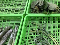 Chuyện hiếm Hà Nội: Chia nhau bó rau dập nát, 'nhắm mắt' ăn liều đồ Tàu Chuyện hiếm Hà Nội: Chia nhau bó rau dập nát, 'nhắm mắt' ăn liều đồ Tàu