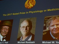 Nghiên cứu đạt giải Nobel khoa học năm nay có thể mở ra cuộc cách mạng thay đổi cách mà chúng ta vẫn ngủ bấy lâu Nghiên cứu đạt giải Nobel khoa học năm nay có thể mở ra cuộc cách mạng thay đổi cách mà chúng ta vẫn ngủ bấy lâu