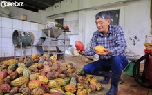 Tiến sĩ về làm nông dân: Hồi sinh đồi đá trơ trọi nhờ cỏ dại, trồng cacao không hoá chất tạo dòng socola đắt nhất Việt Nam