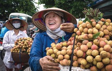 Giải cứu nông sản Việt thời 4.0: Vải thiều Lục Ngạn lên MoMo, giá chỉ 19.600 đồng/kg, sau 8 tiếng ‘giải cứu’ được 8 tấn, có khách mua tới 90kg
