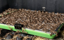 Tham quan nông trại và nhà máy sản xuất dế lớn nhất Việt Nam của Cricket One: Tận dụng từ chân đến phân dế, nâng cấp món ăn chơi vùng quê thành công nghiệp thực phẩm mới