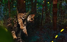 HOT: Vườn quốc gia Cúc Phương mở tour đêm đi ngắm đom đóm và xem động vật hoang dã giữa rừng